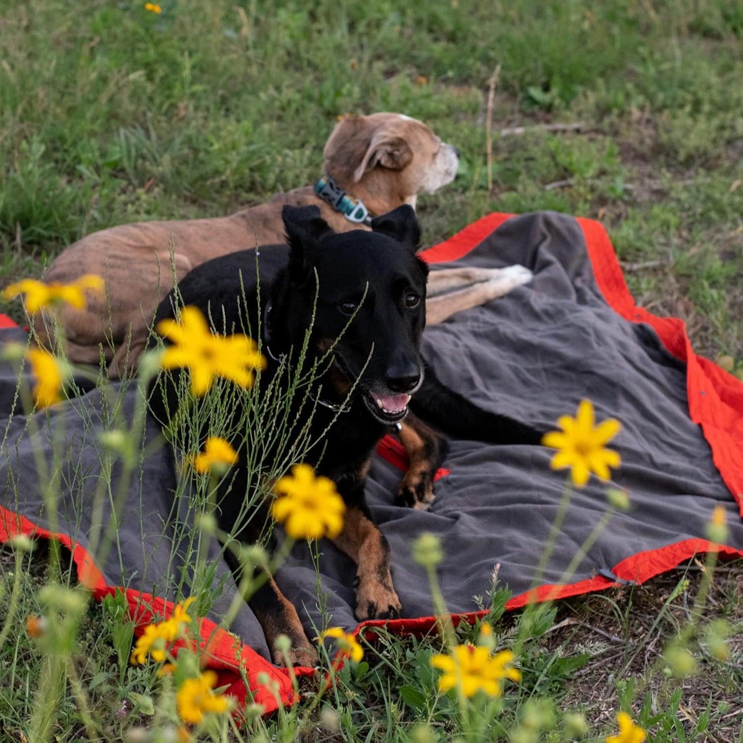KAMMOK Field Blanket - Microfleece, Water Resistant, Portable, Durable, Indoor/Outdoor Camp Blanket (84 in × 50 in) - Granite Gray
